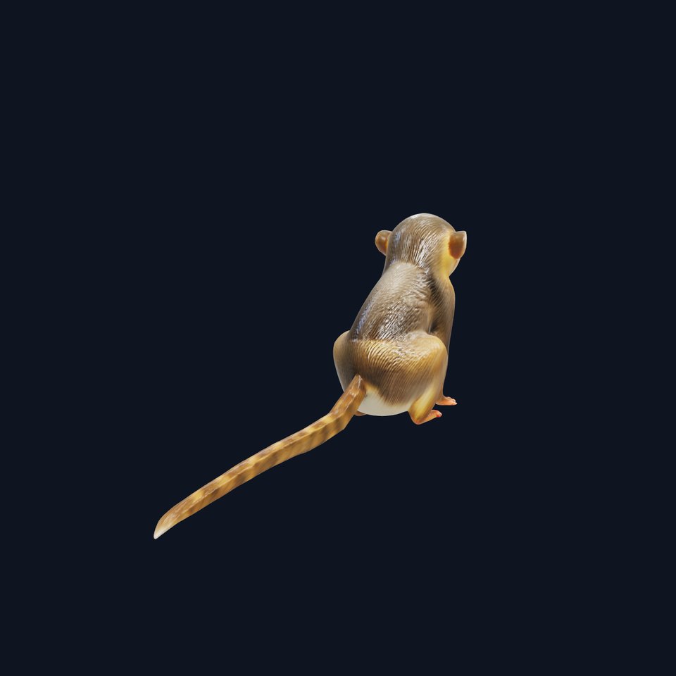 Miniature Marmoset with Soft Fur and Tufted Ears 3D Model